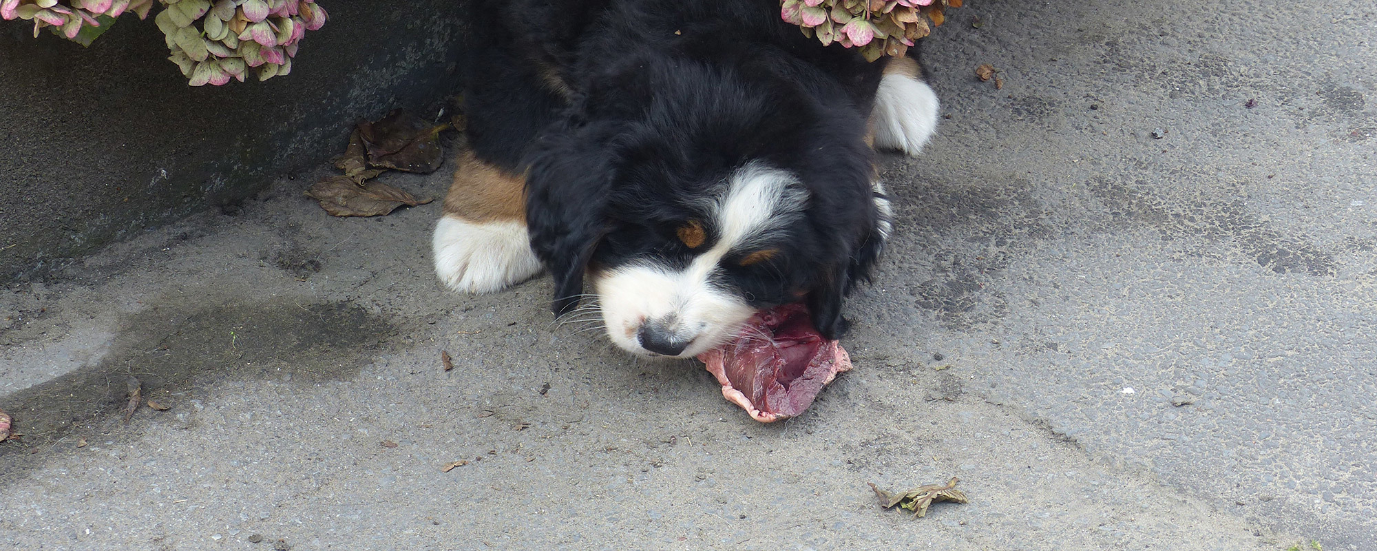 Onze Berner sennen pups eten BARF